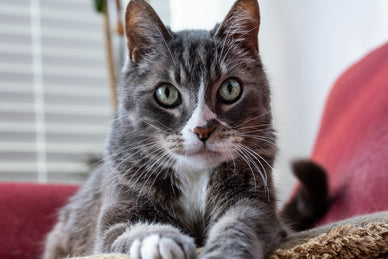 "Restore Your Pet's Paws to Perfect Health"